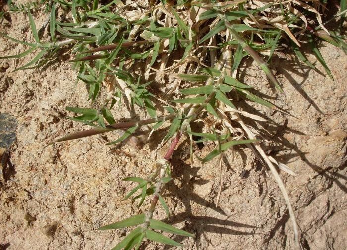 Эффективные народные методы борьбы с сорняками