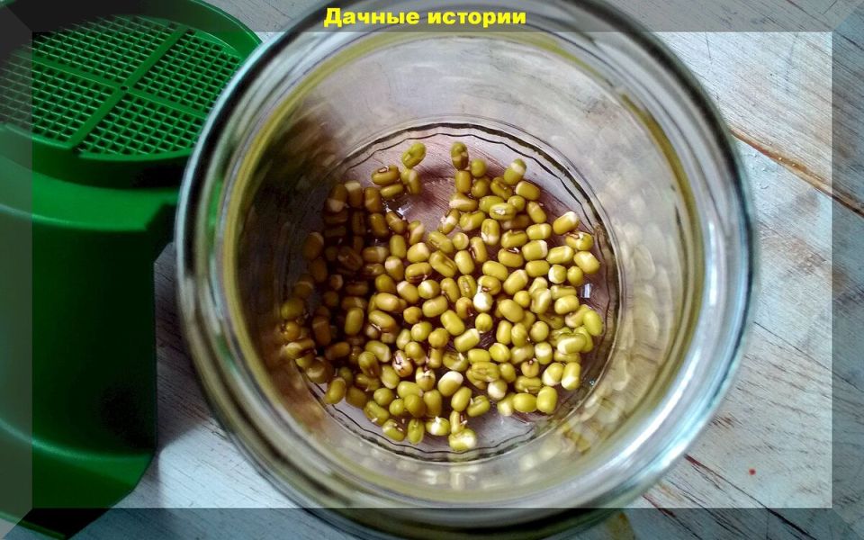 Секреты замачивания семян: как улучшить всхожесть и ускорить рост