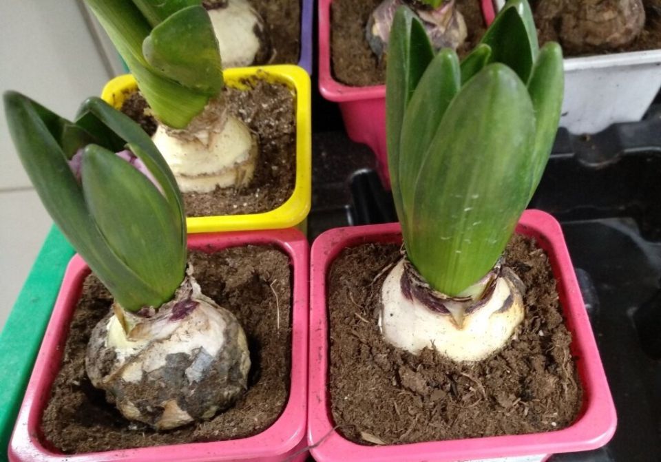 Пробуждение весны: секреты успешной выгонки луковичных цветов