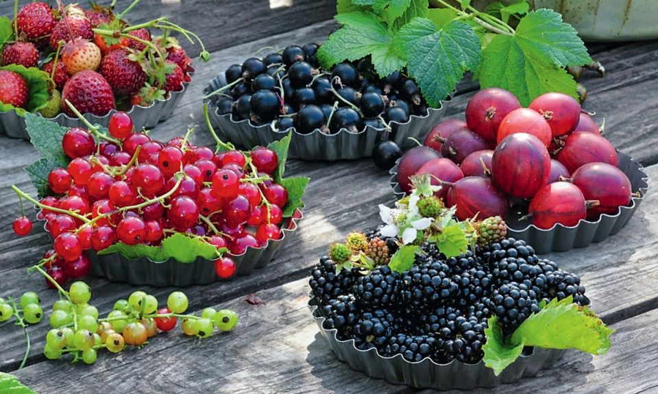 Летние ягоды: как вырастить здоровый урожай на даче