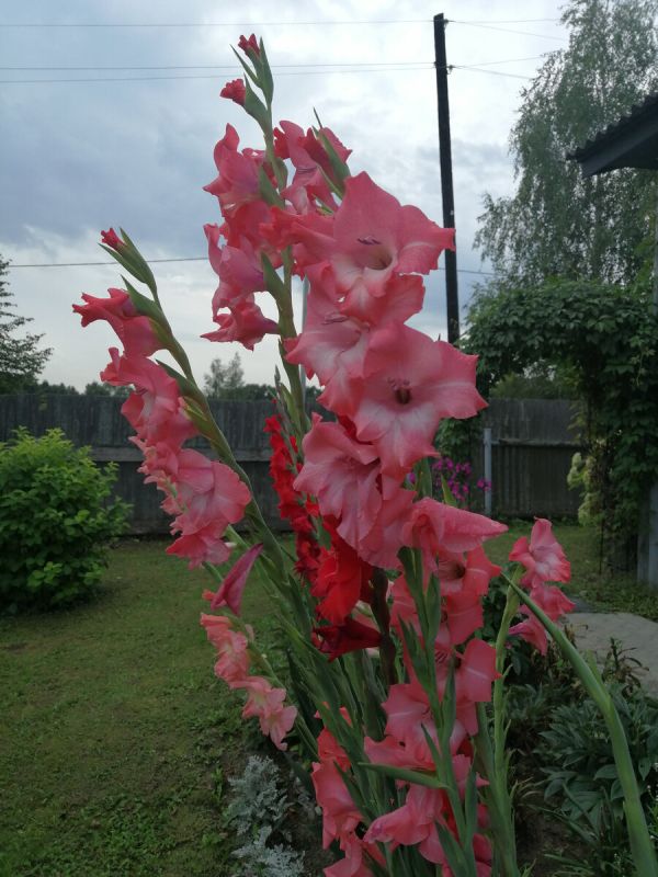 Прощание с летом: как сад радует в конце августа