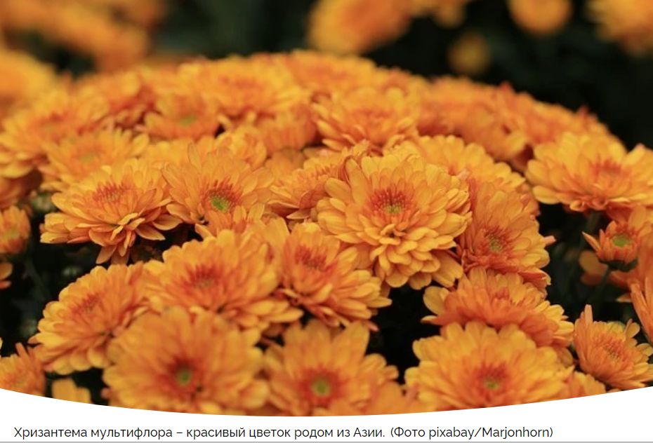 Как ухаживать за хризантемой мультифлора: советы для садоводов