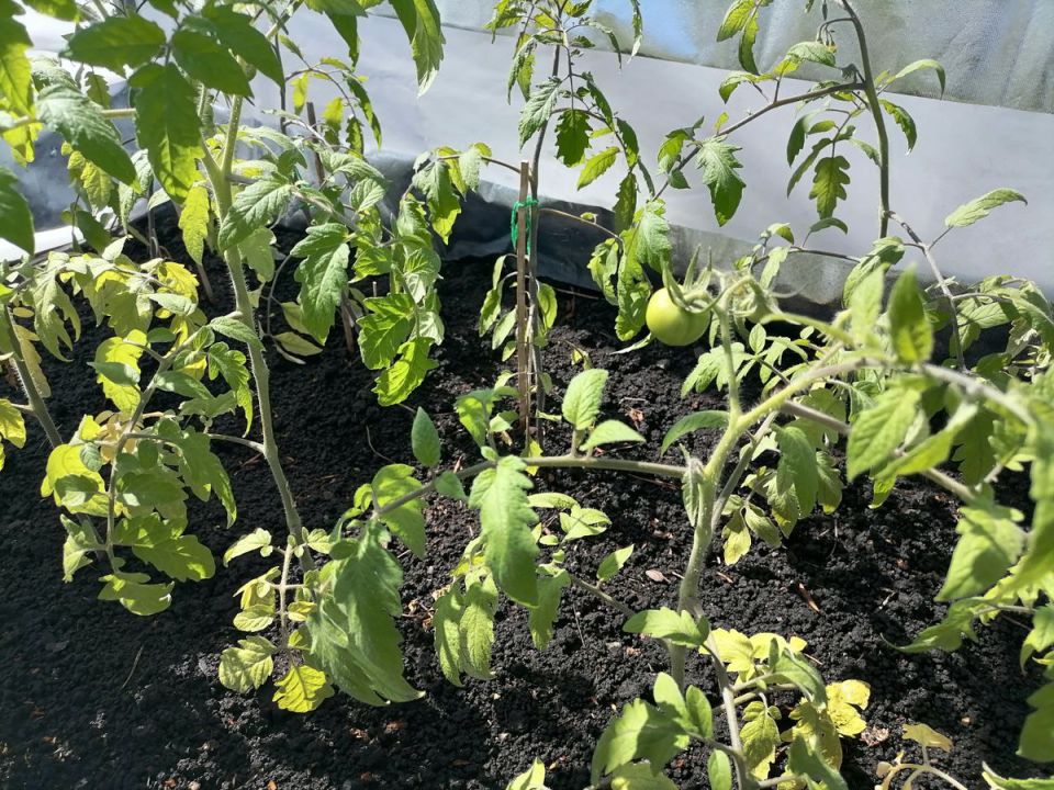 ��� ���������� ����� ������ ���������� ��������� ����� ��������