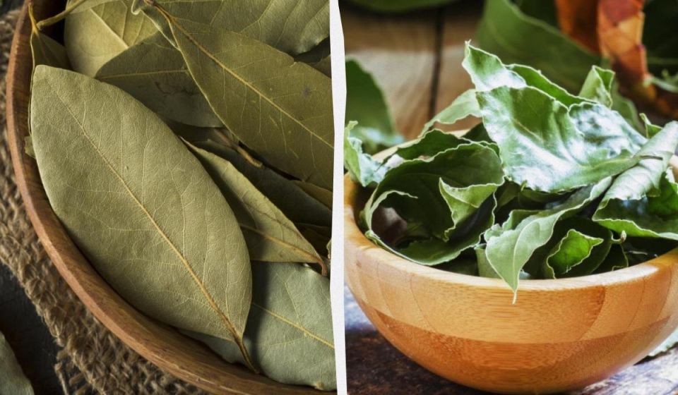 Лавровый лист: подцененная специя, которую стоит добавить в каждое блюдо