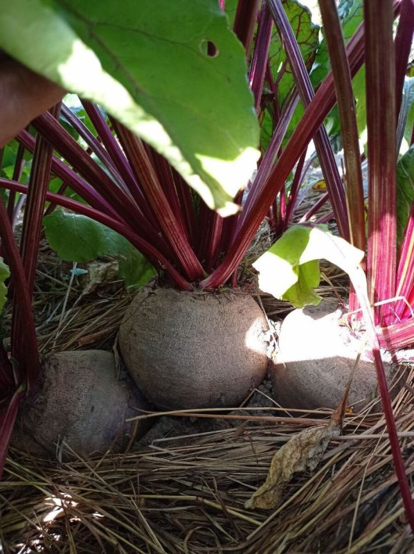 �����: �� ������� ��������� �� ������������ ����������� ����