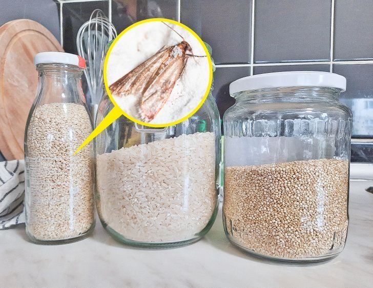 Как избавиться от нежелательной пищевой моли на кухне: простые и эффективные советы