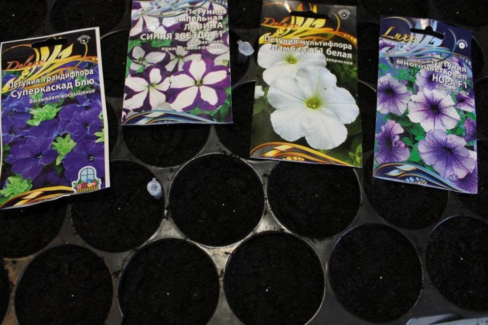 ������ ��� ����������� ������� �� �����: ��� ����� �������� �������?