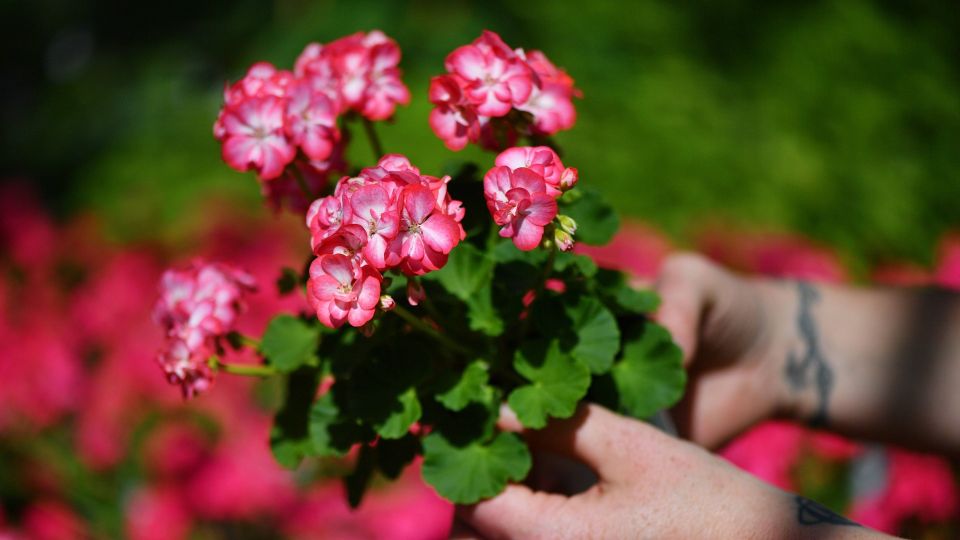 ��� ��� ��������� ������ ��� ������ �������: ��� ���� � ������ ����������� ������