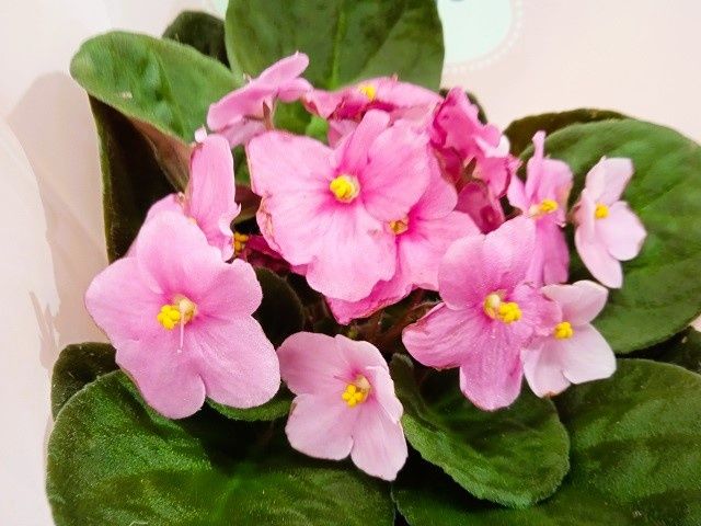 ������: ������� ����� ��� ������� �������� � ��������