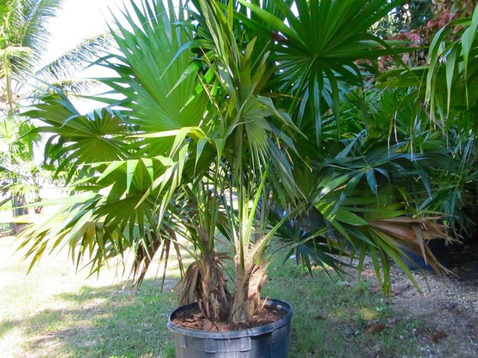 ��� ��������� �� �������: ������� ��������� ����� � �����