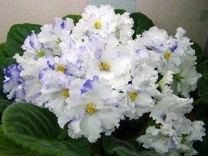 ������� ��������� ����������� ��������� ������