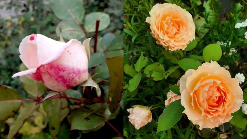 ������� ������� ������� ������ ������� �������� ���