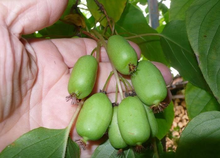 ��� �������� ��������� �� �������� �������: ������ � ������������