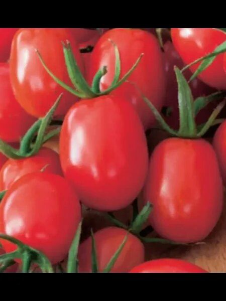 ����� ������� ����: ������� ����� ��� ������ �������