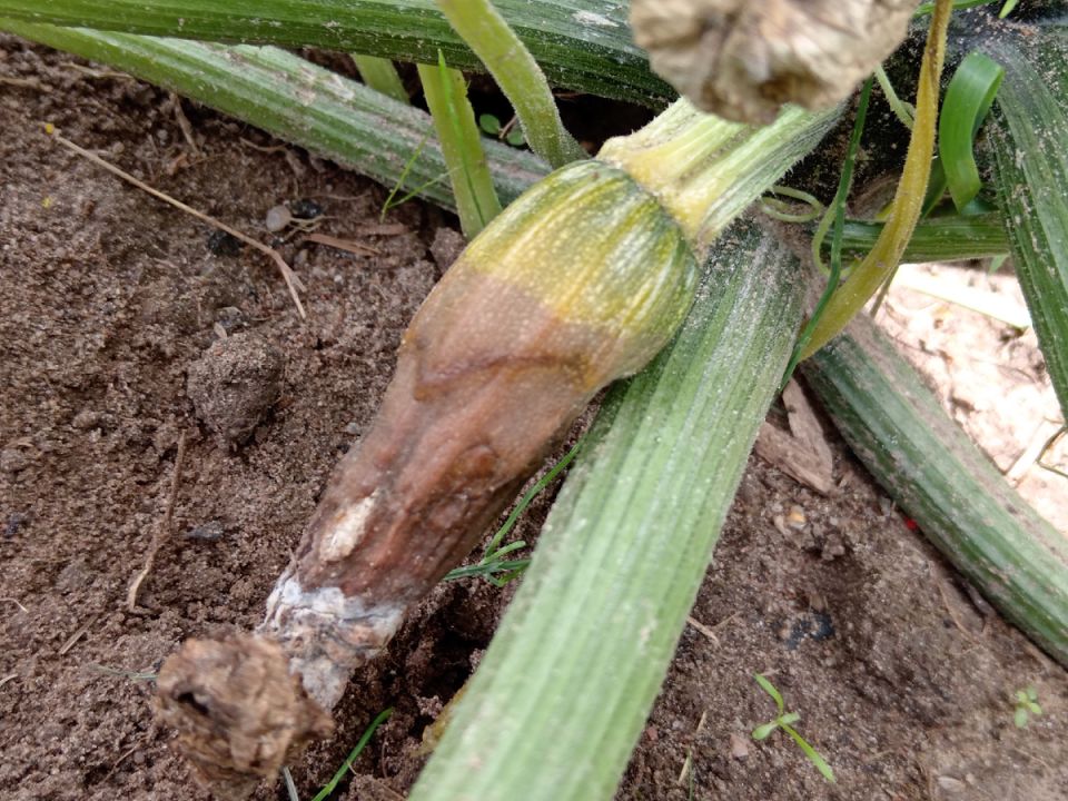 ��� ������, ���� ������� ������, � ������ ���