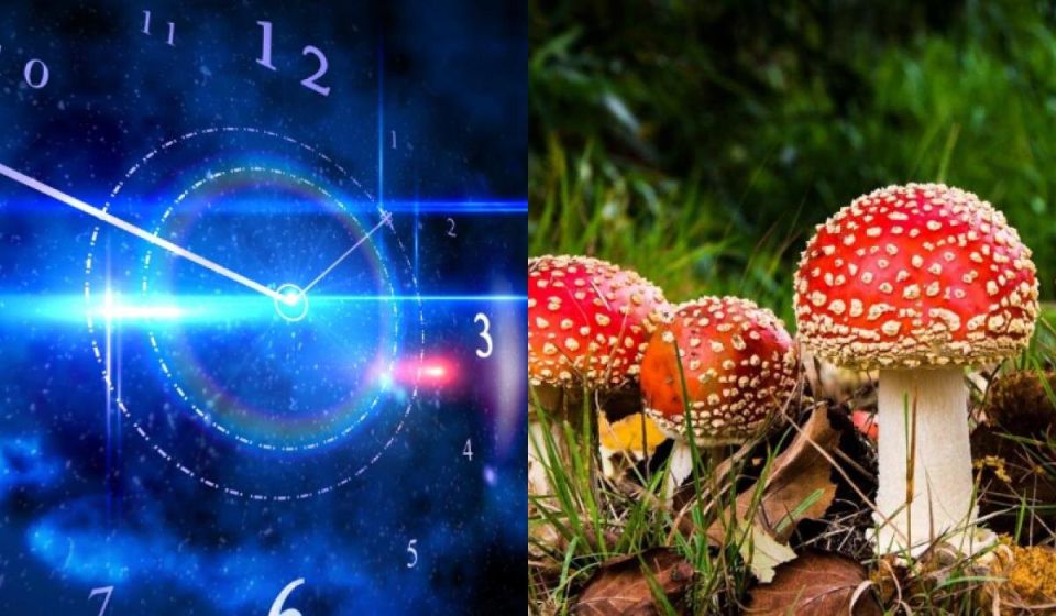 ������� ����������: ����� ����� ������������ ���� ������������ �����