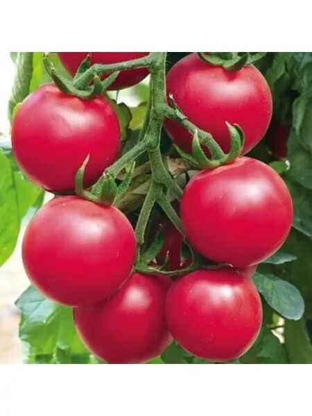 ����� ����� ����: ������� ��� ������ � ����������� �����������