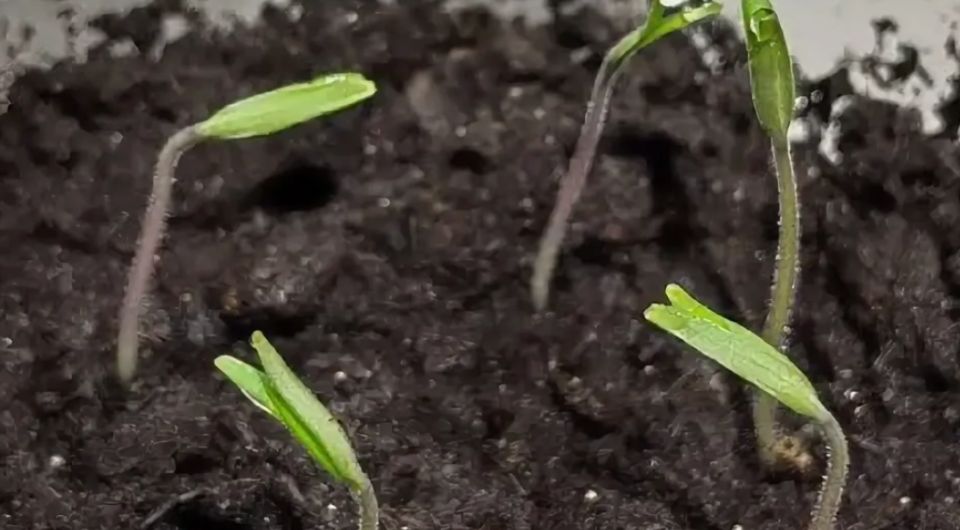 ����������� ����� ��� ��������� ������ � ��� ��������� ����� �� ������ ���