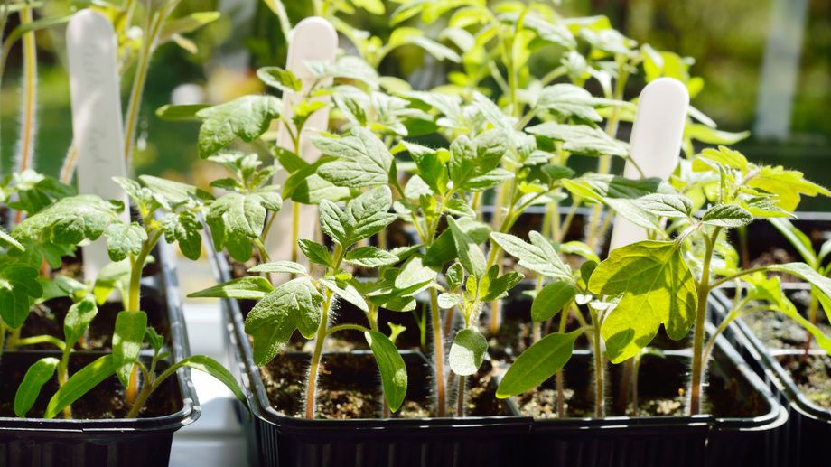 Как тетрапаки изменили подход к выращиванию рассады: неожиданные результаты эксперимента
