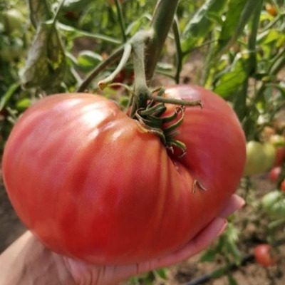 ����� ����: ��������� ���������� � ���������� � ���� ���������� ������