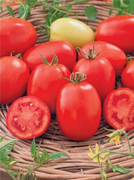 Томат Ника: практичный гибрид для открытого грунта с выгодной переработкой
