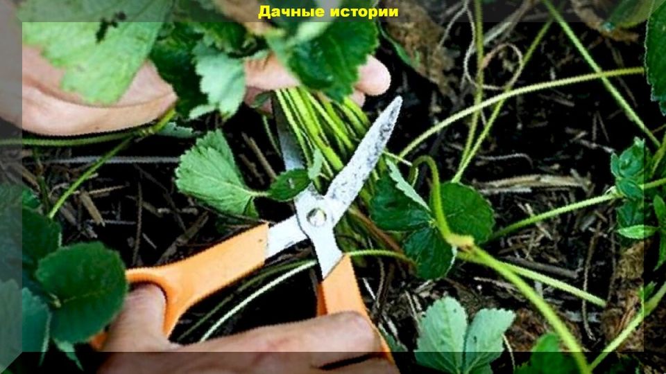 ��� ������� ������� �������� ������ �� ������ � ��������� ������