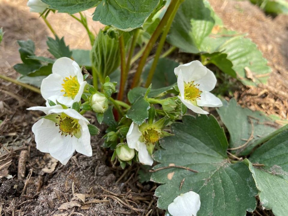 ��� �������� �������� �� ������������ ��� �����