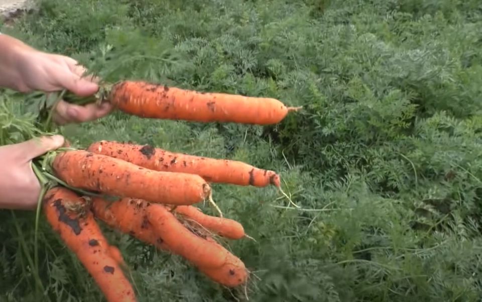 Что сажать после уборки моркови: идеи для устойчивого урожая