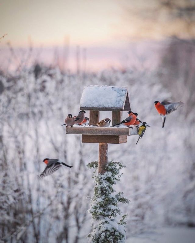Не гость, а страж: зимой стоит поддержать пернатых, чтобы летом сад работал на вас