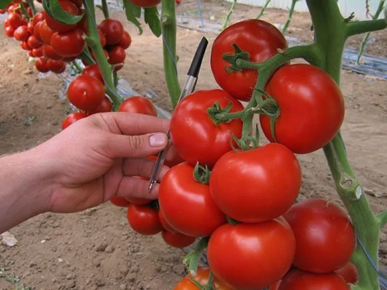 Плодоношение до ноября: открываем лучшие сорта томатов для вашего огорода