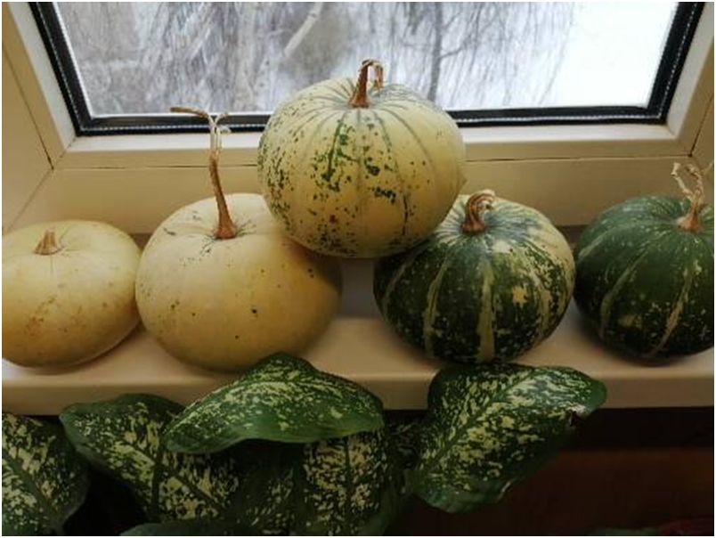 Искусство хранения декоративных тыкв: секреты и советы