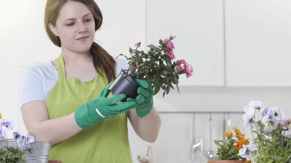 ��������� ���� �������: ��� ����������� �������� �� ������� ������� ������� ���������