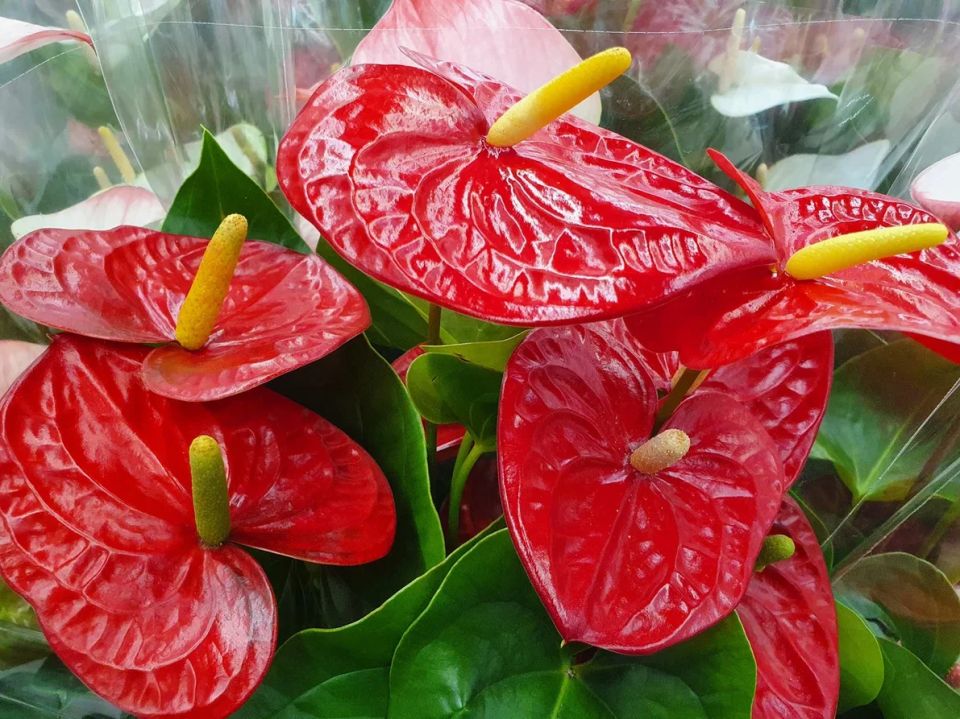 Почему у одних растения цветут, а у меня - нет? Испытания неудач