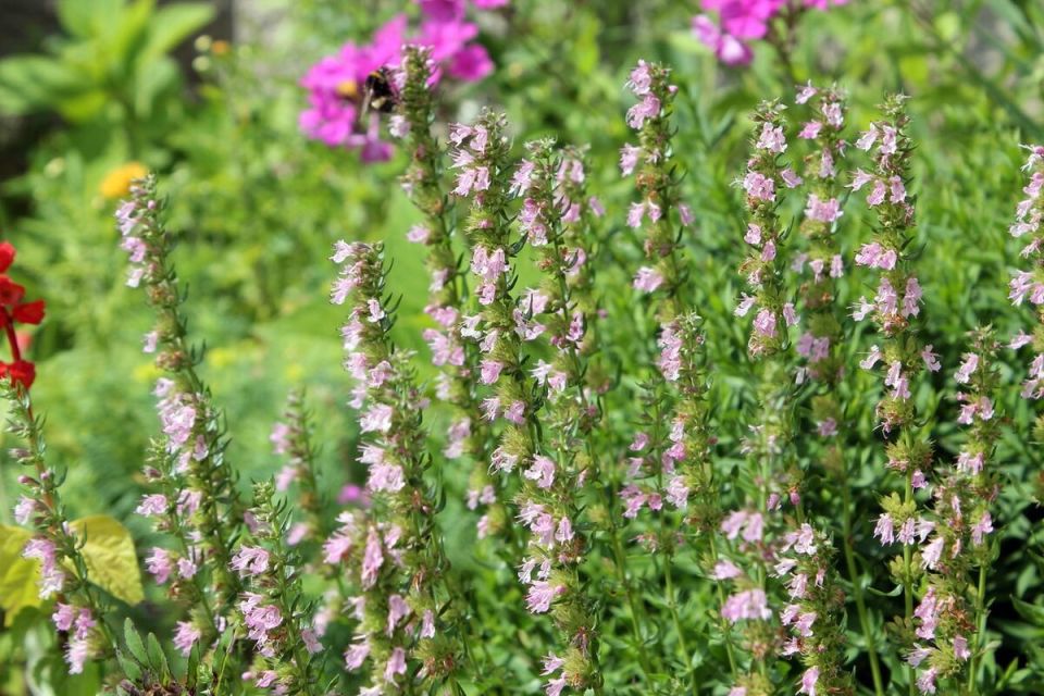 Иссоп: уникальное лекарственное растение для вашего сада