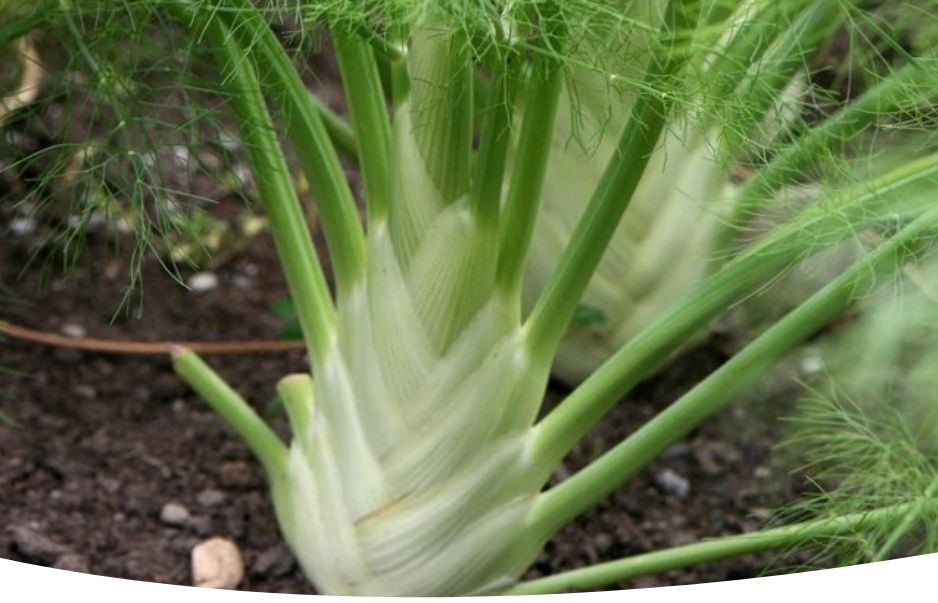 �������: ��� ��������� � ��������� ��� ��������� �����