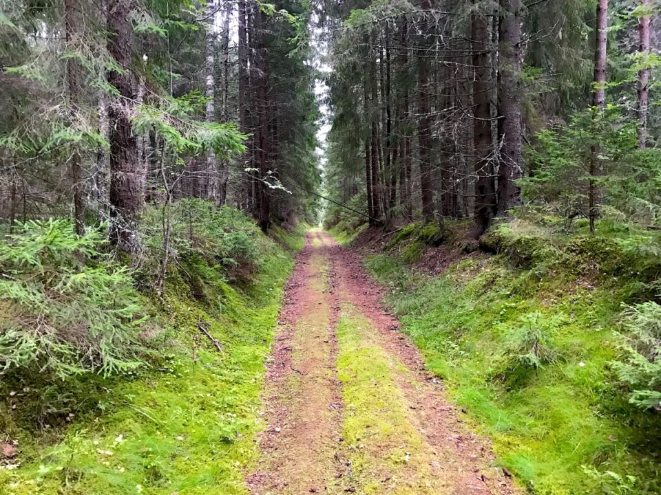 Погружение в природу: грибная охота и веселый челлендж