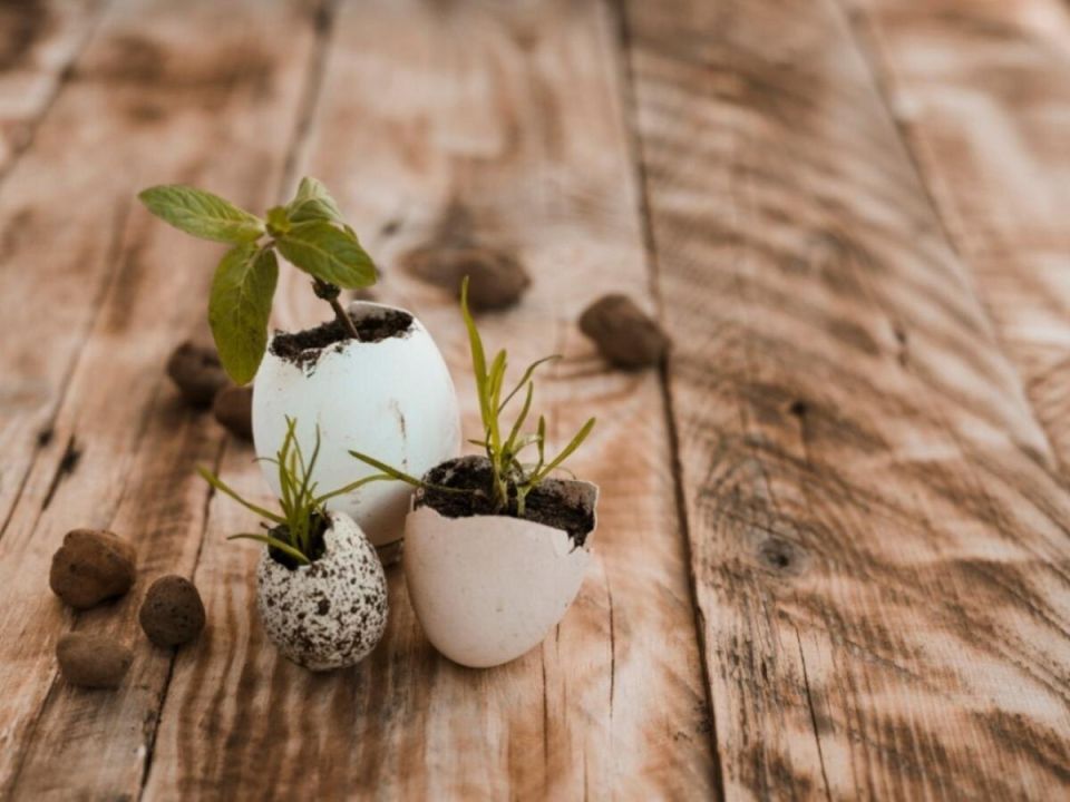 Как дачники превращают обычные отходы в волшебное удобрение для урожая