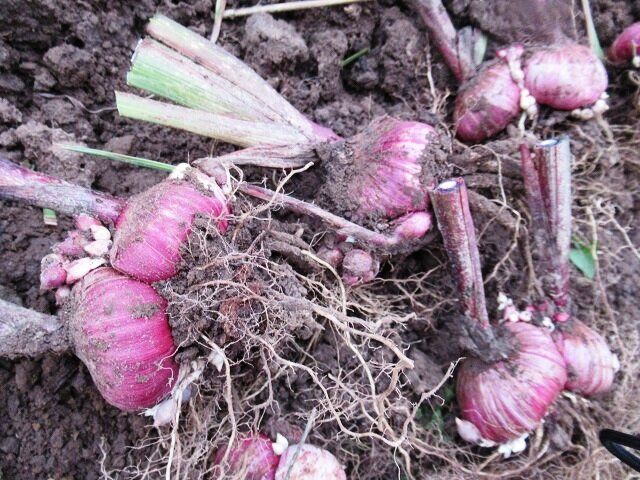 ������� ��������� �������� �����������: ���, ��� ����� ����� �� ������� ������� � ���������� �������