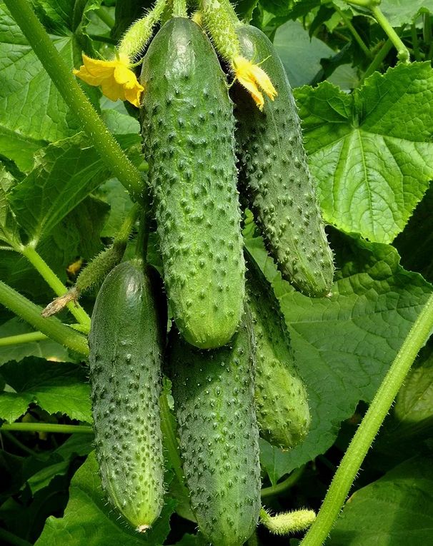 ��� ��������� ��������� �������� ������� ����� �����������