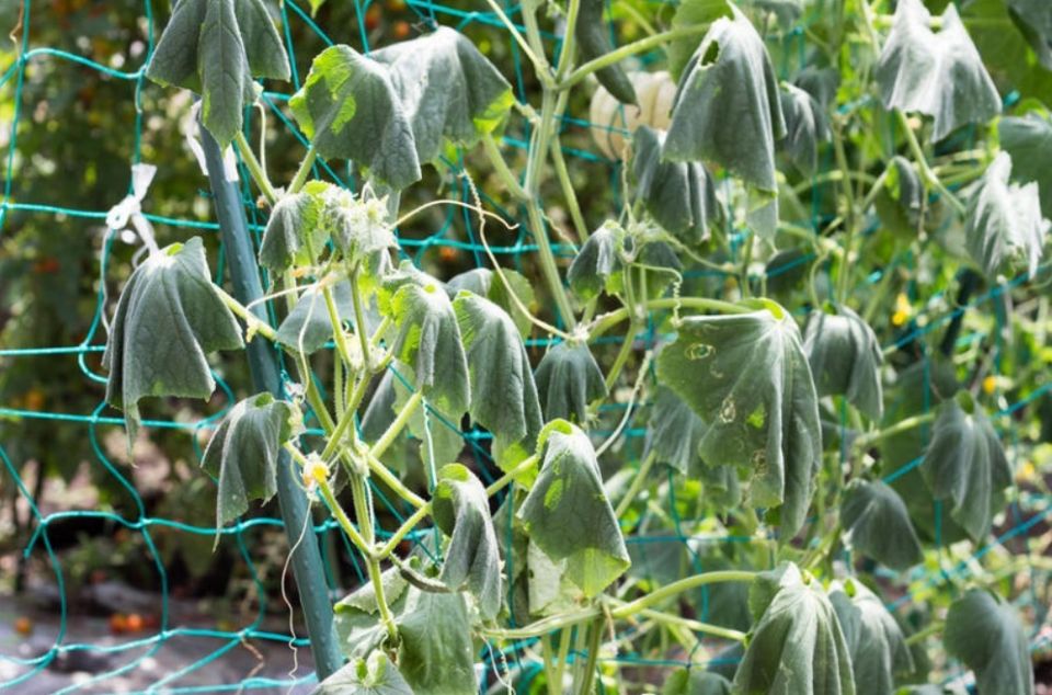 ������ ����� ���� ������ � ������? ������� ������� � �������