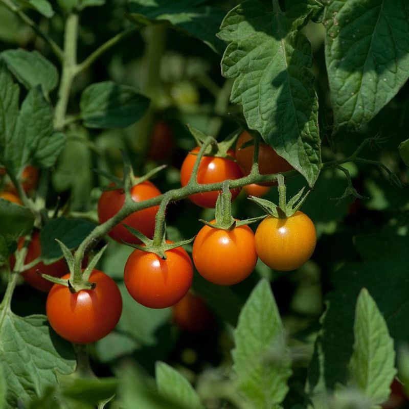 ��� ������������� � ��������� ������: ������� ������ ������� �����