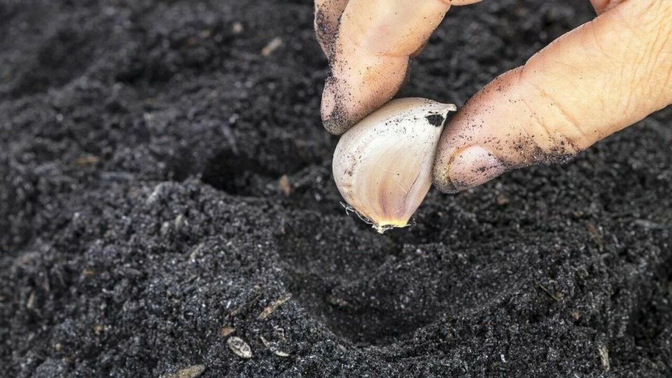 ��� ���� ��������� ��������� �������� ��� ������ �������