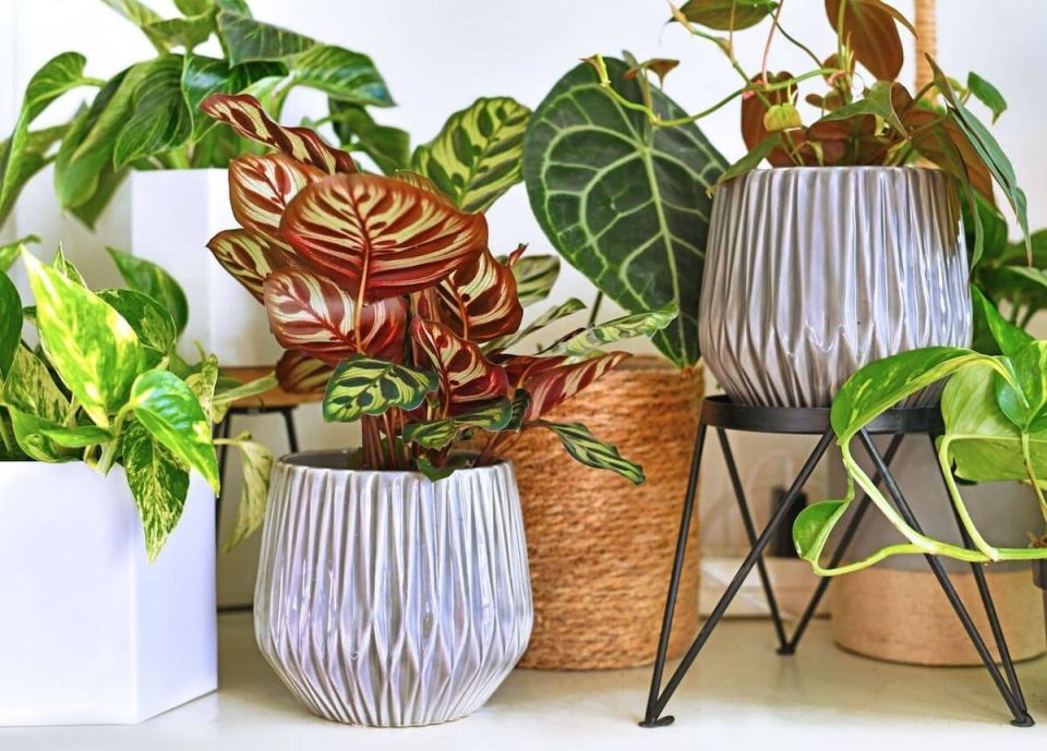 ��� ������� ��������� ����� ��� ����� ��������