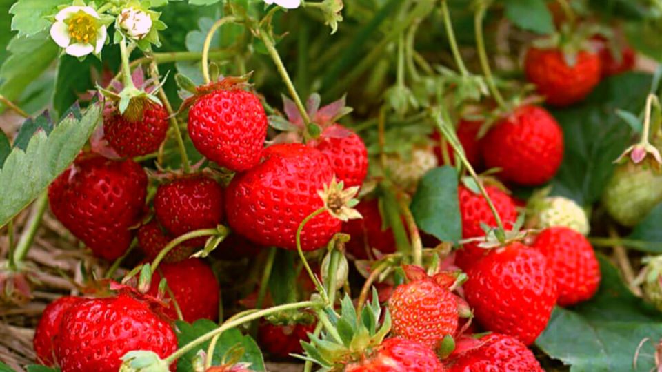 ����� ��������� �������� ������� � ���� ������ ���������