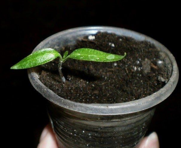 ������ ���� ����� �� ������: ��� ������, ������� ������ ��������