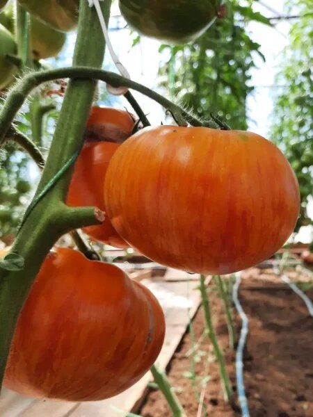 ��������� ������: ����� ���� ������� ������� ���� �������