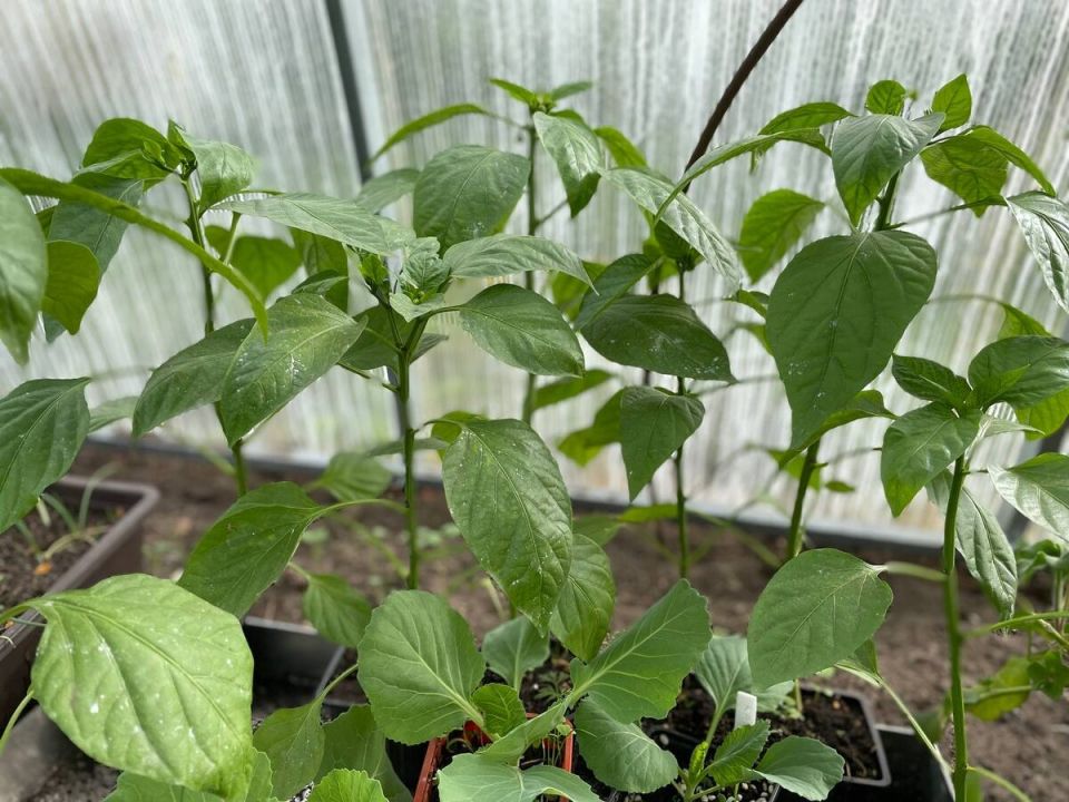 ��� ��������� ������ ������: ������ ��� ��������