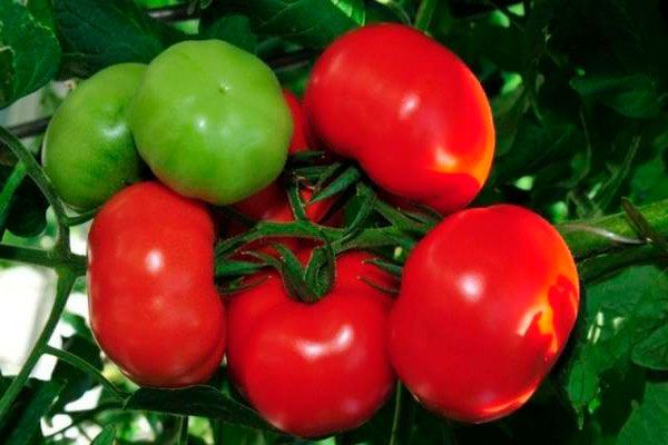 ������ ����� ����� ���� ��������� � ����������� � ��� ��������� ��� ���������