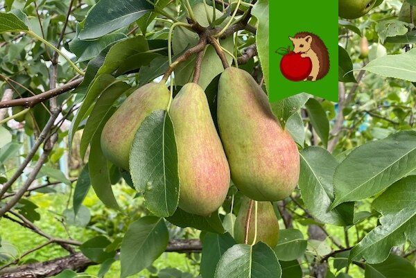 ������ ����� ����� ������������ �����: ���� ������� ��� ������