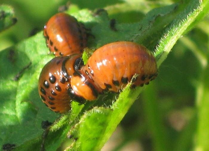 ��� �������� ��� ������ �� ������������ ����: ������� � ������